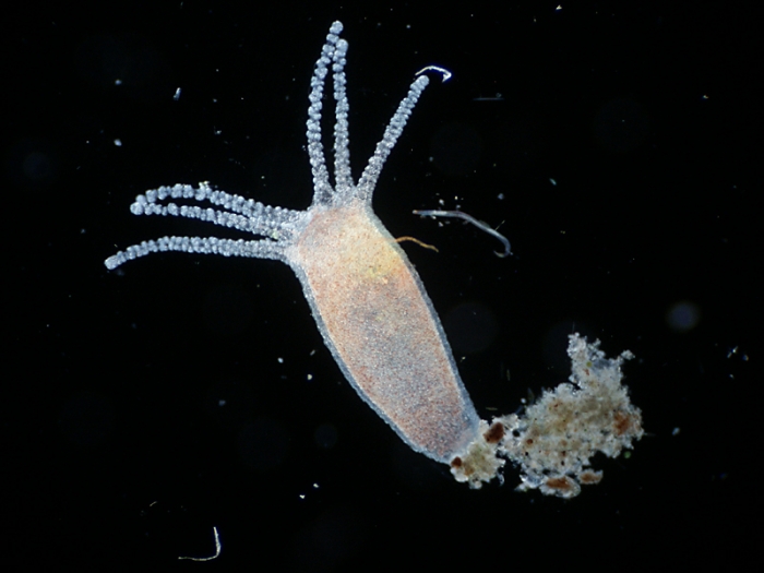 Kraken 22at