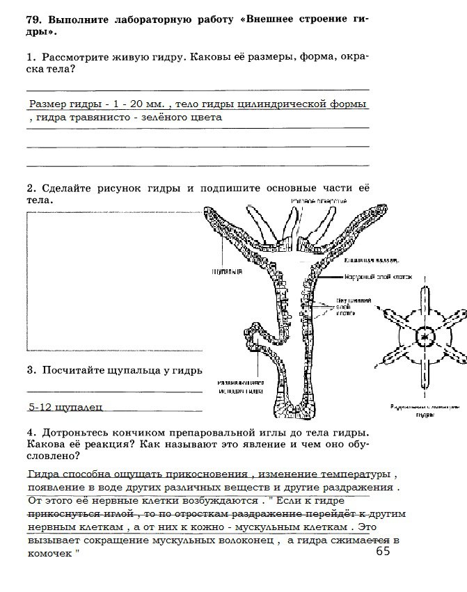 Kraken рабочее зеркало
