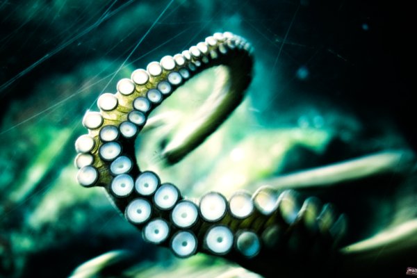Kraken 26 at