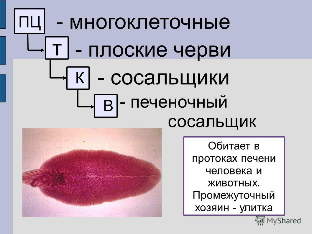 Ссылка на кракен тор магазин
